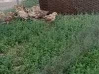Chickens — 照片 2