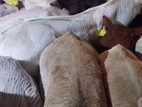 گاو نر, Simmental cattle — عکس 6