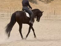 雄馬, Friesian — 写真 5