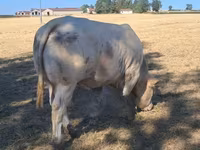 Bull, Cast cow — photo 6