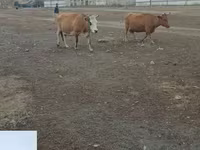 گاو ماده, Simmental cattle — عکس 1