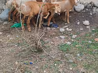 แกะตัวเมีย, Arashan sheep — รูปภาพ 4
