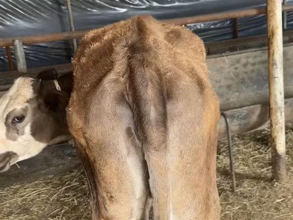 Cattle (batch, sex not specified), Simmental cattle — Azerbaijan