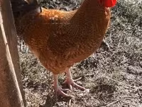 Chickens — ፎቶ 1