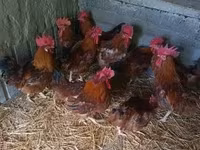 Chickens — 사진 2