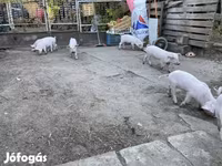Babi betina, Крупная белая — foto 4