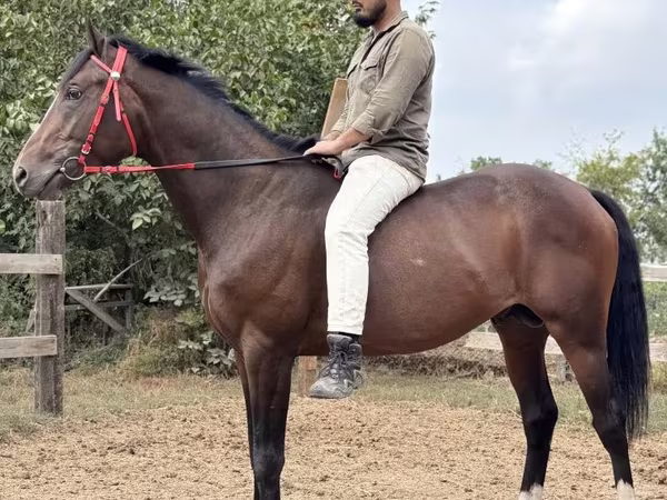 Cavallo, Thoroughbred horse