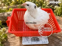 Quails — عکس 3