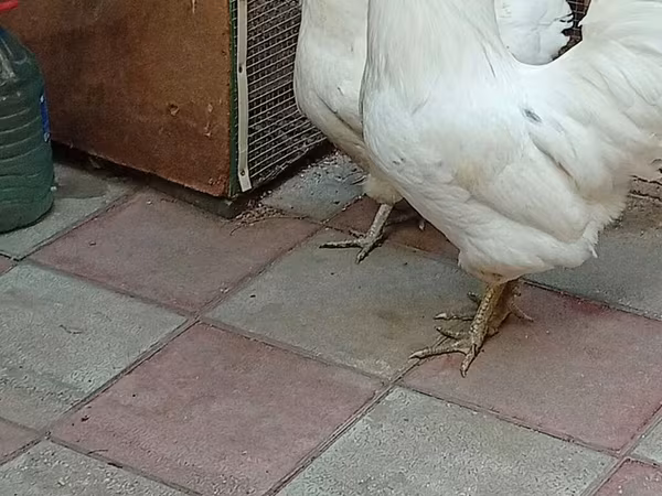 Australorp
