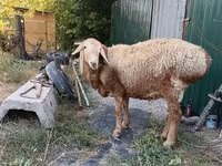 Kambing betina, Sheep — foto 1