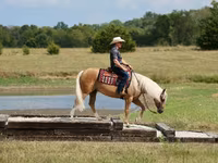 Айғыр, Quarter Horse — 3-сурет