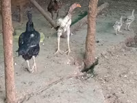 Chickens — عکس 1