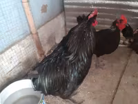 Chickens — 1 зураг