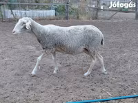 Ոչխար, Lacaune sheep — լուսանկար 2