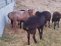 Berbec, Arashan sheep — foto 1