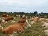 گاو نر, Simmental cattle — عکس 2