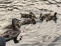 Ducks — ፎቶ 1