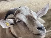 თხა, Saanen goat — ფოტო 8