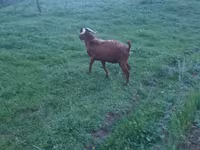 Ziegenbock, Ziegen — Foto 2