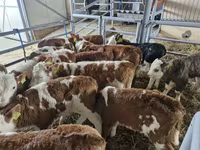 Býk, Simmental cattle — foto 3