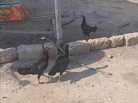 Chickens — عکس 2