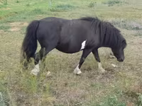 Kuda betina, Horses — foto 3