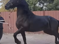 Stute, Friesian — Foto 3