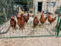 Chickens — sawirka 1