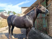 Hengst, Kyrgyz Horse — Foto 3