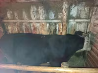 ষাঁড়, এবার্ডিন-অ্যাঙ্গাস — ছবি 5