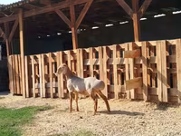 Vædder, Edilbay sheep — foto 2