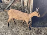 Koza, Alpine goat — foto 3