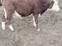 Bulle, Kasachische Weißkopfkuh — Foto 6