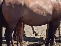Kuda betina, Horses — foto 1