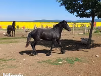 Cheval, Friesian — photo 4