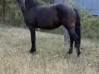 مادیان, Friesian — عکس 1