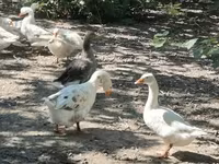 Geese — снимка 5