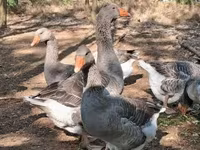 Geese — عکس 3