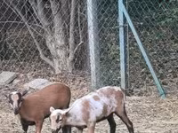 قوچ, Cameroon sheep — عکس 1