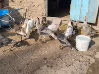 Turkeys — foto 3