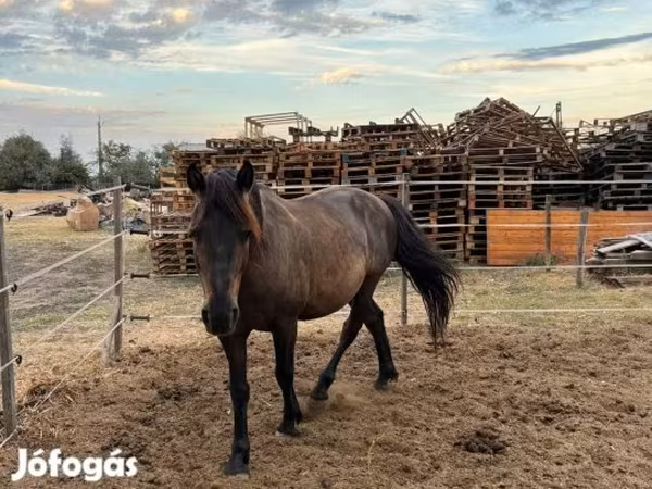 Kůň, Hucul pony