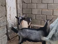 تيس, LaMancha goats — الصورة 2
