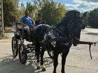 Kůň, Nonius horse — foto 2