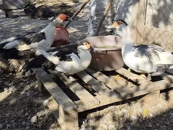 Ducks