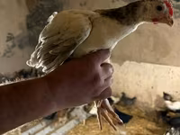 Chickens — foto 5