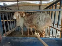 แกะตัวผู้, Hissar sheep — รูปภาพ 5