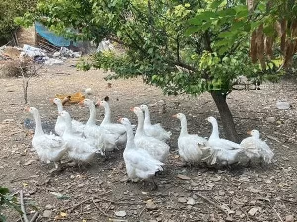 Geese