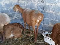 قوچ, گوسفند — عکس 2