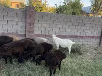 母羊, Sheep — 照片 2