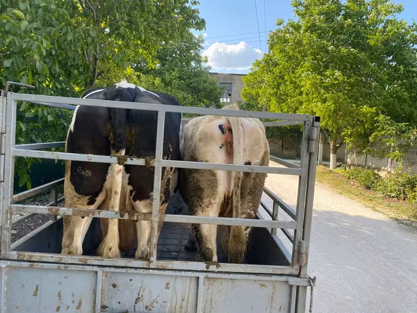 Kuh, Simmental cattle